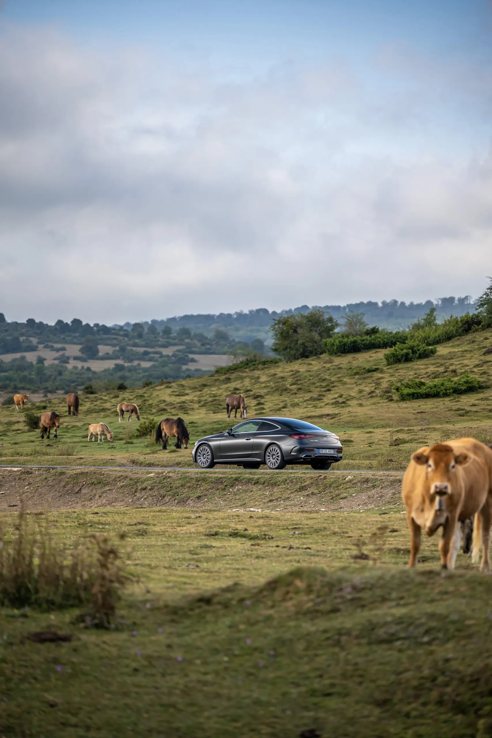CLE Coupé mit Kühen auf einer Weide, Hochformat