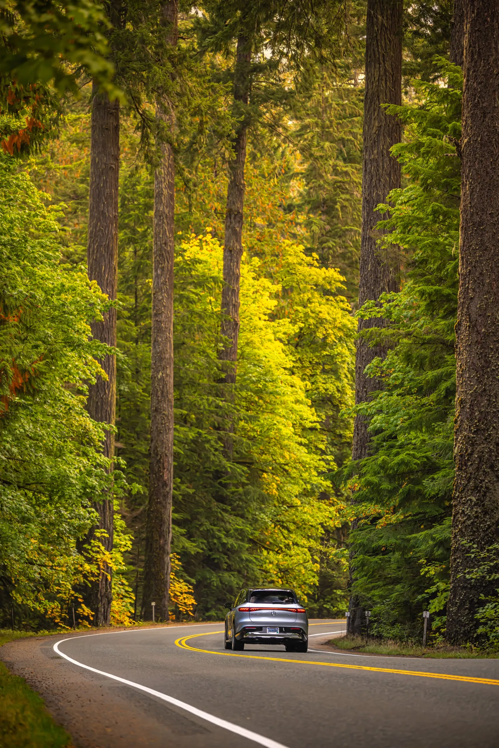 Maybach EQS SUV auf einer Straße im Regenwald